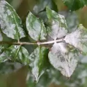 Fungus on plants