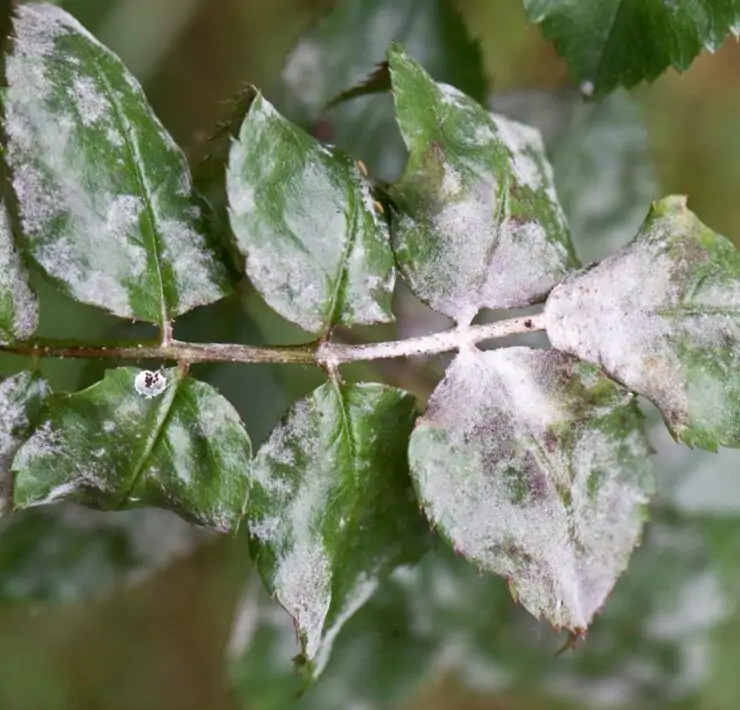 Fungus on plants