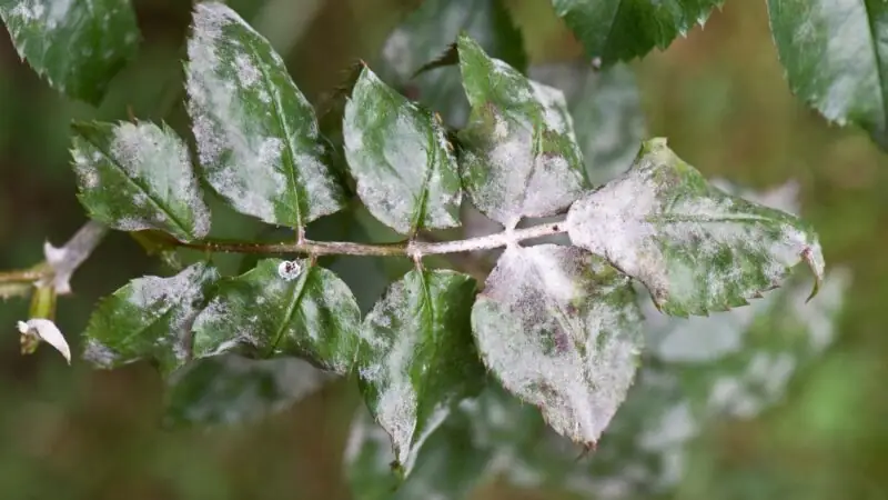 Fungus on plants