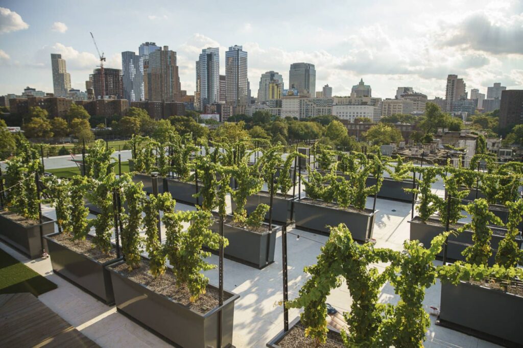 garden on rooftop design