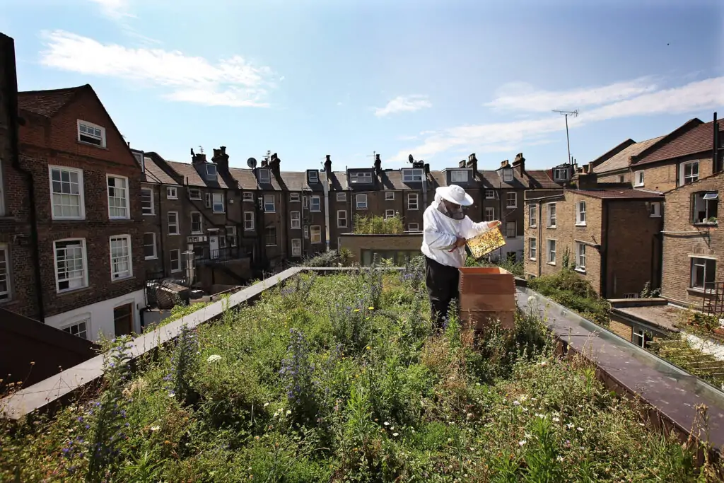 rooftop gardening benefits