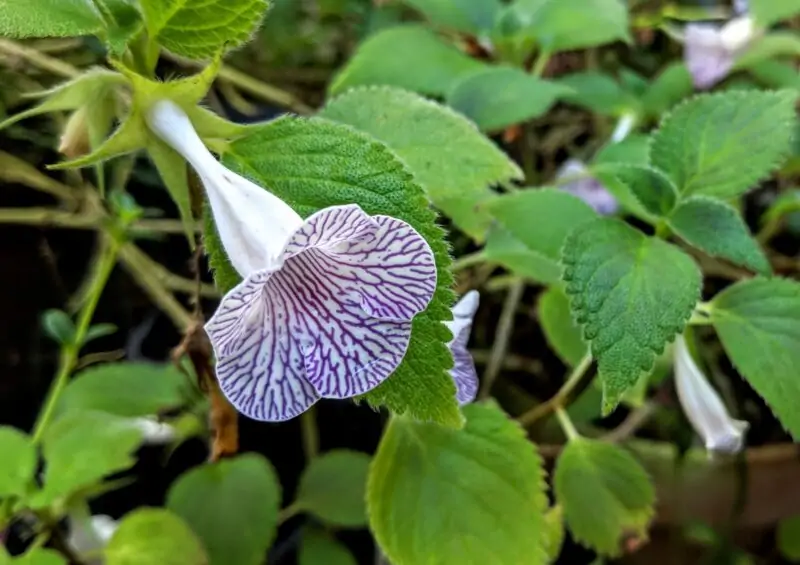 Sinningia Speciosa