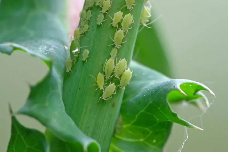 aphids on the plant
