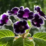 gloxinia