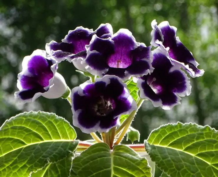 gloxinia