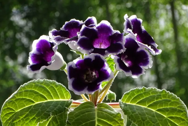 gloxinia