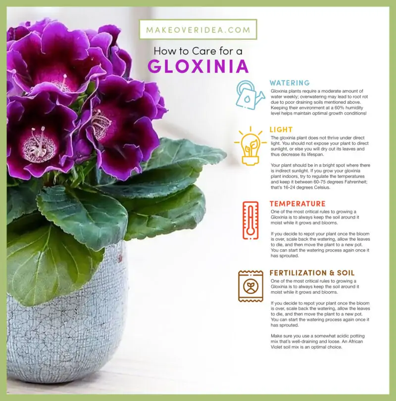 gloxinia how to care requirements