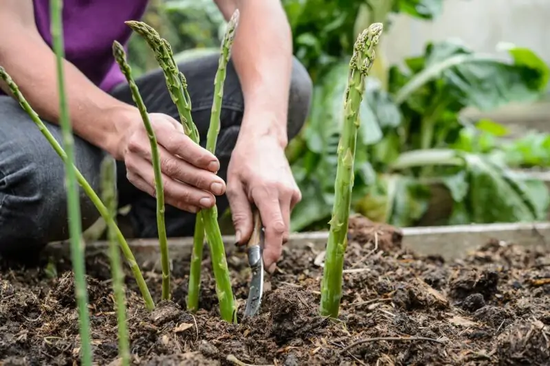 planting asparagus crowns in raised beds