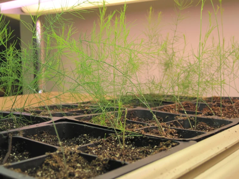 how do you grow asparagus in a raised bed