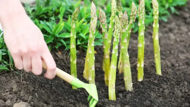 how to grow asparagus in a raised garden bed