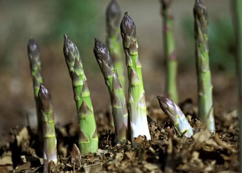can asparagus grow in raised beds