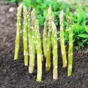 growing asparagus in raised beds