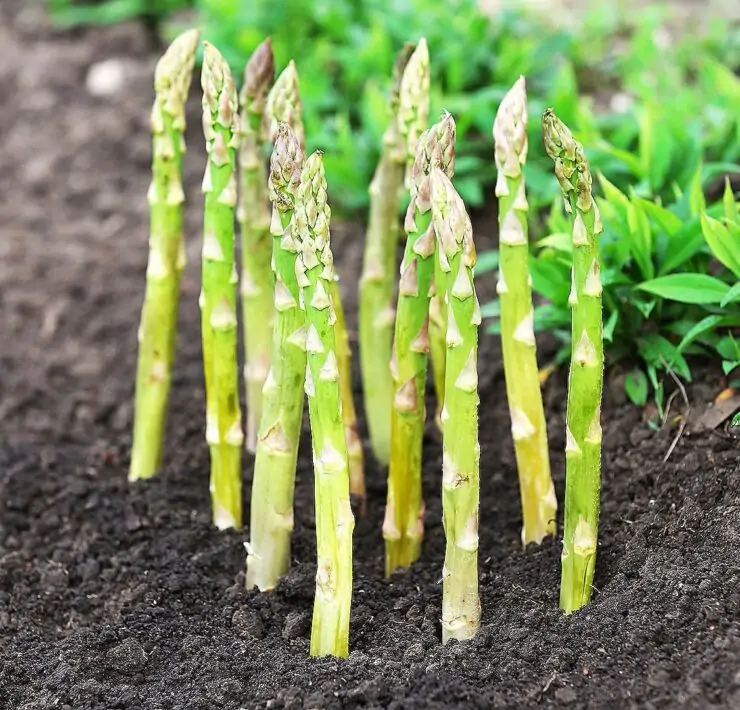 growing asparagus in raised beds