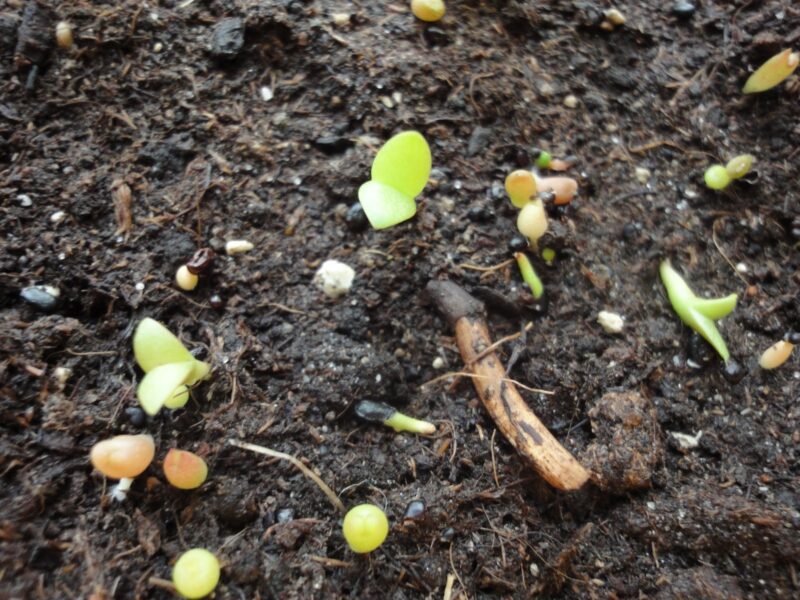 Germinating Cactus Seeds