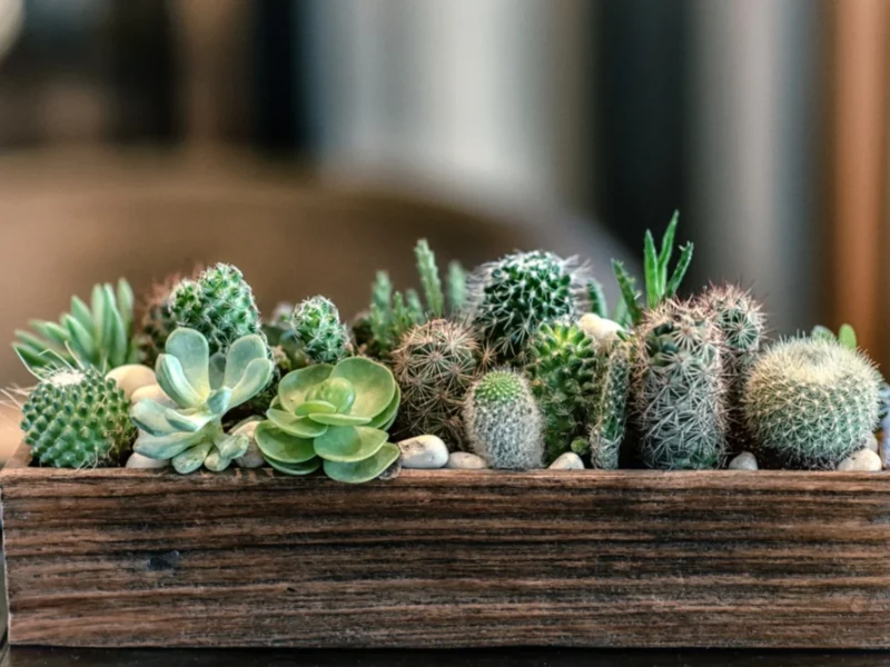 Grow Succulents and Cacti Together