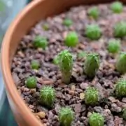 growing cactus from seed