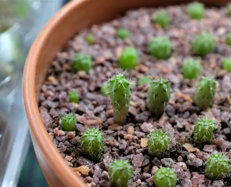 growing cactus from seed