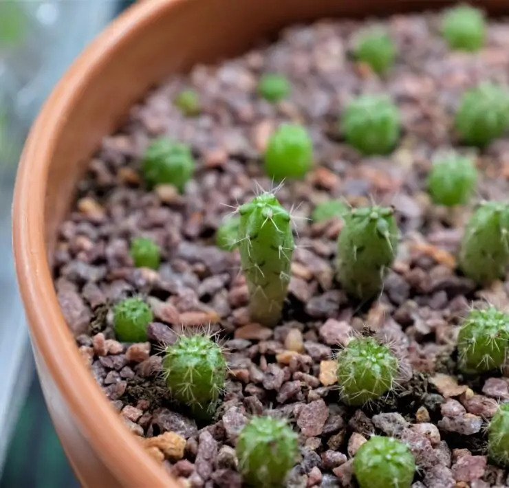 growing cactus from seed