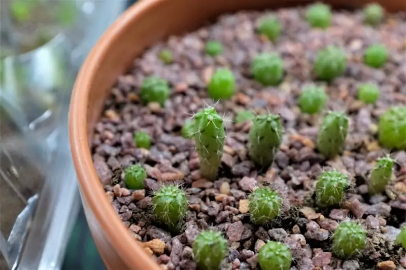 growing cactus from seed