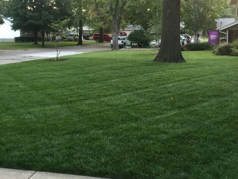 Kentucky Bluegrass lawn