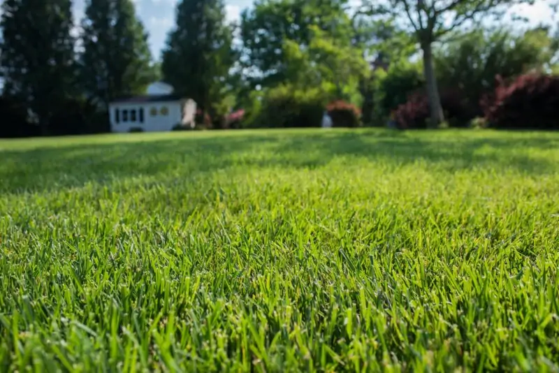 Tall Fescue Lawn