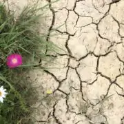 flowers and grass on clay soil