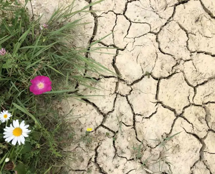 flowers and grass on clay soil