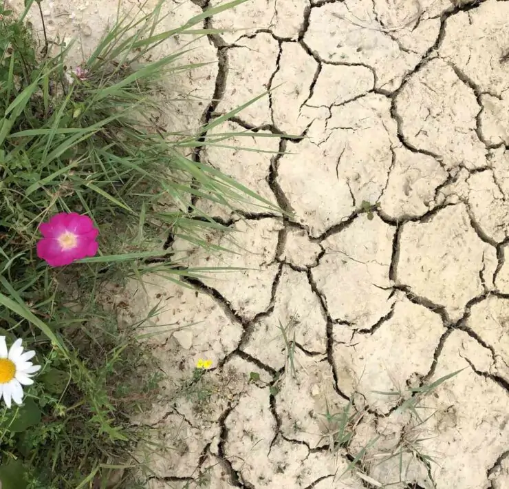 flowers and grass on clay soil