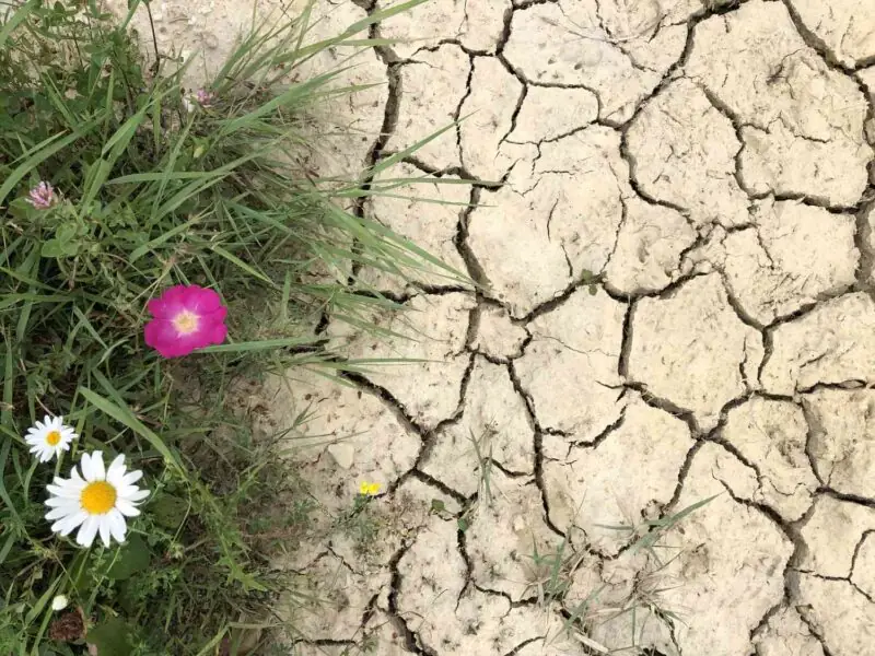 flowers and grass on clay soil