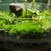 Growing Moss Indoors
