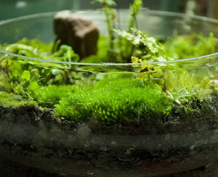 Growing Moss Indoors