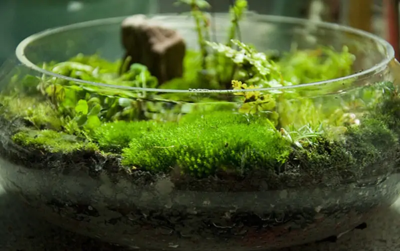 Growing Moss Indoors