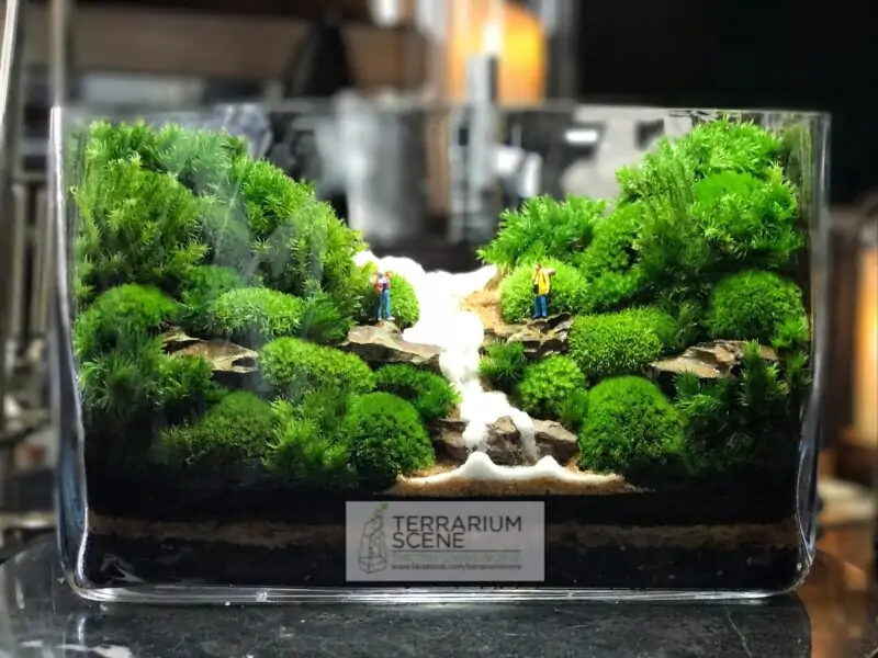 Growing Moss Indoors in Terrarium