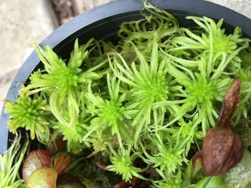 sphagnum moss indoors