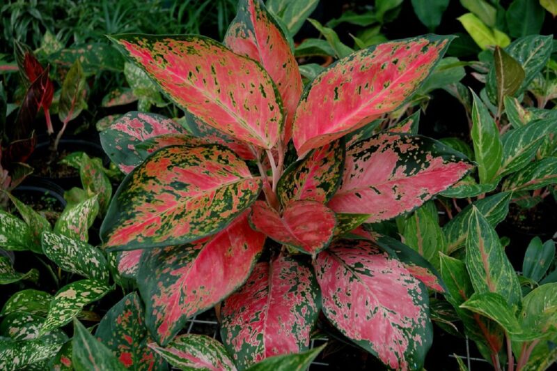 Aglaonema