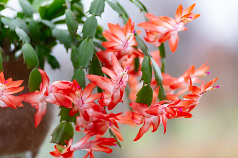 Christmas Cactus