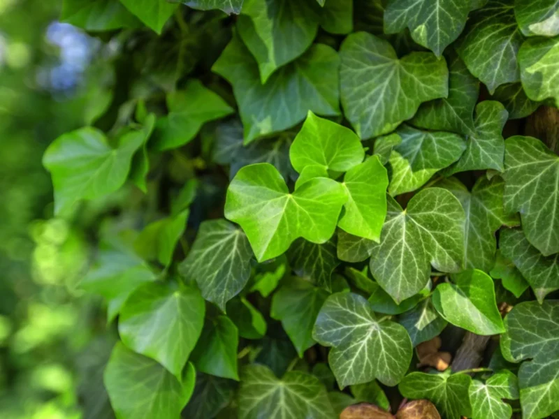 English Ivy