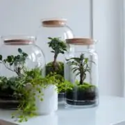 Growing Plants in Glass Containers