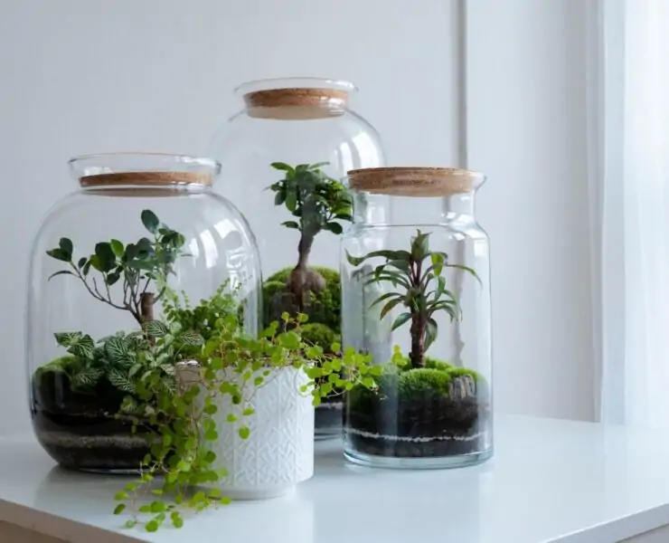Growing Plants in Glass Containers