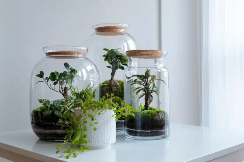 Growing Plants in Glass Containers