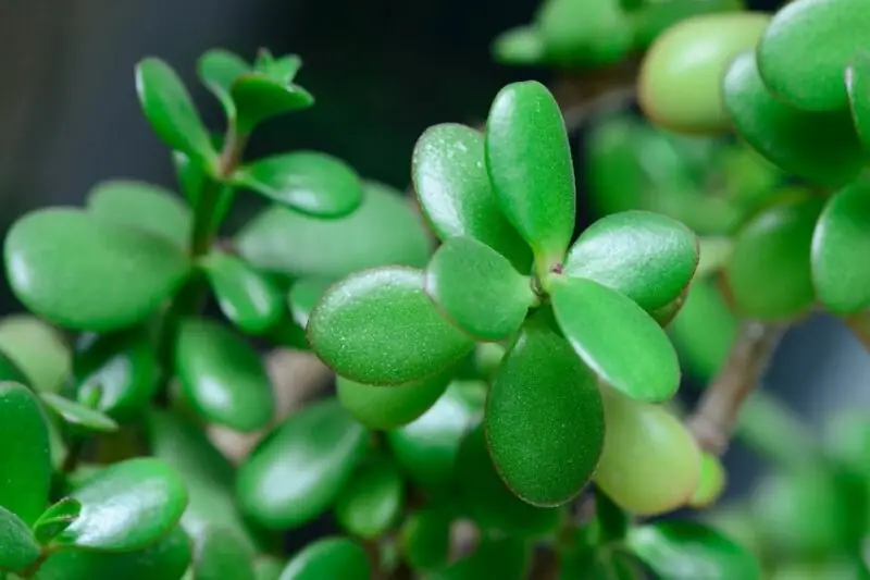 Jade Plant