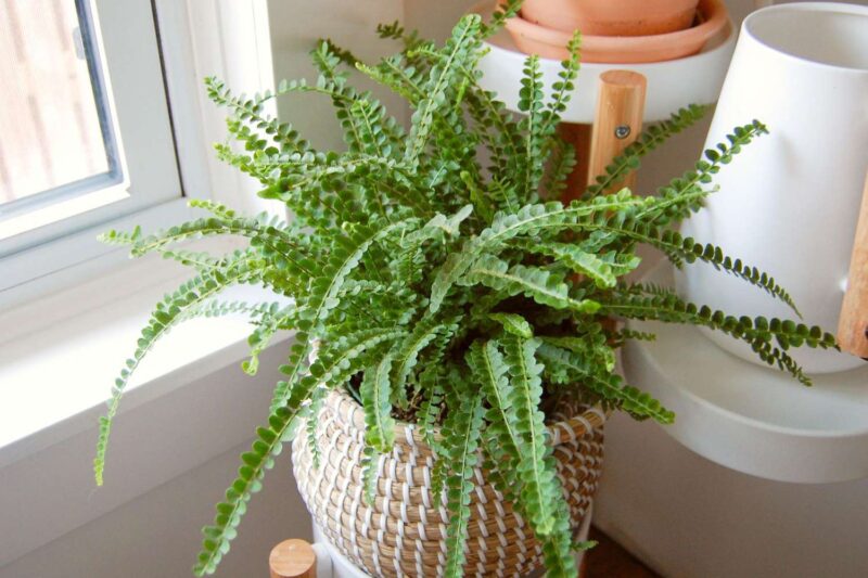 Lemon Button Fern