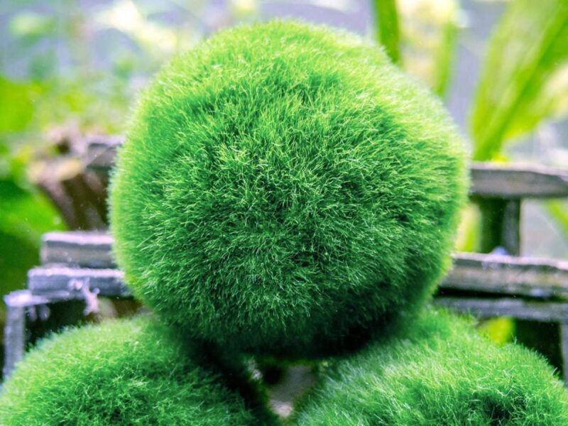 Marimo Moss Balls