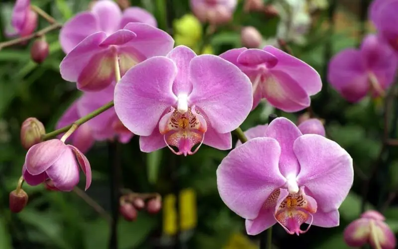 Orchids