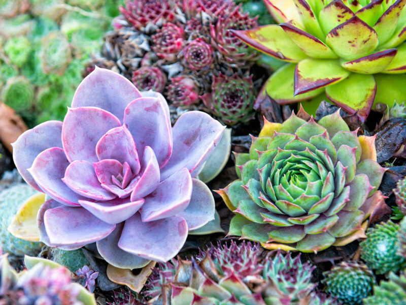 Succulents