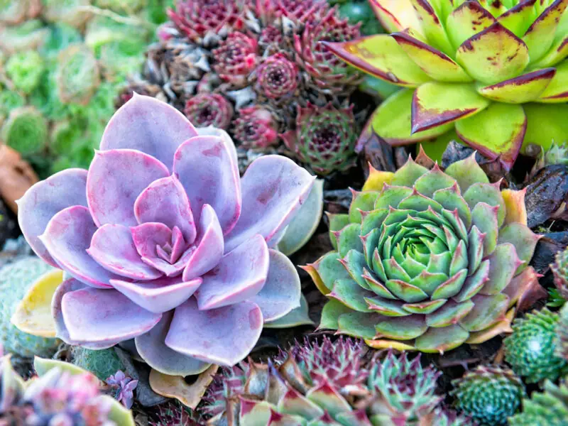 Succulents