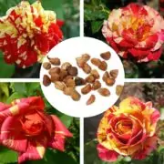 growing roses from seed