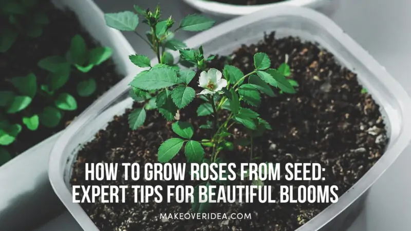 growing roses from seed