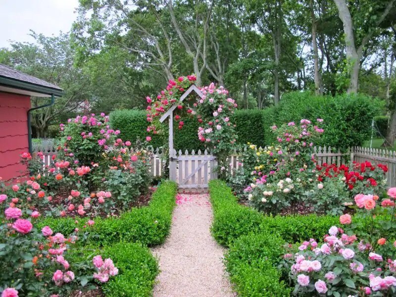 rose garden