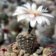 Gymnocalycium Friedrichii succulent with white flower